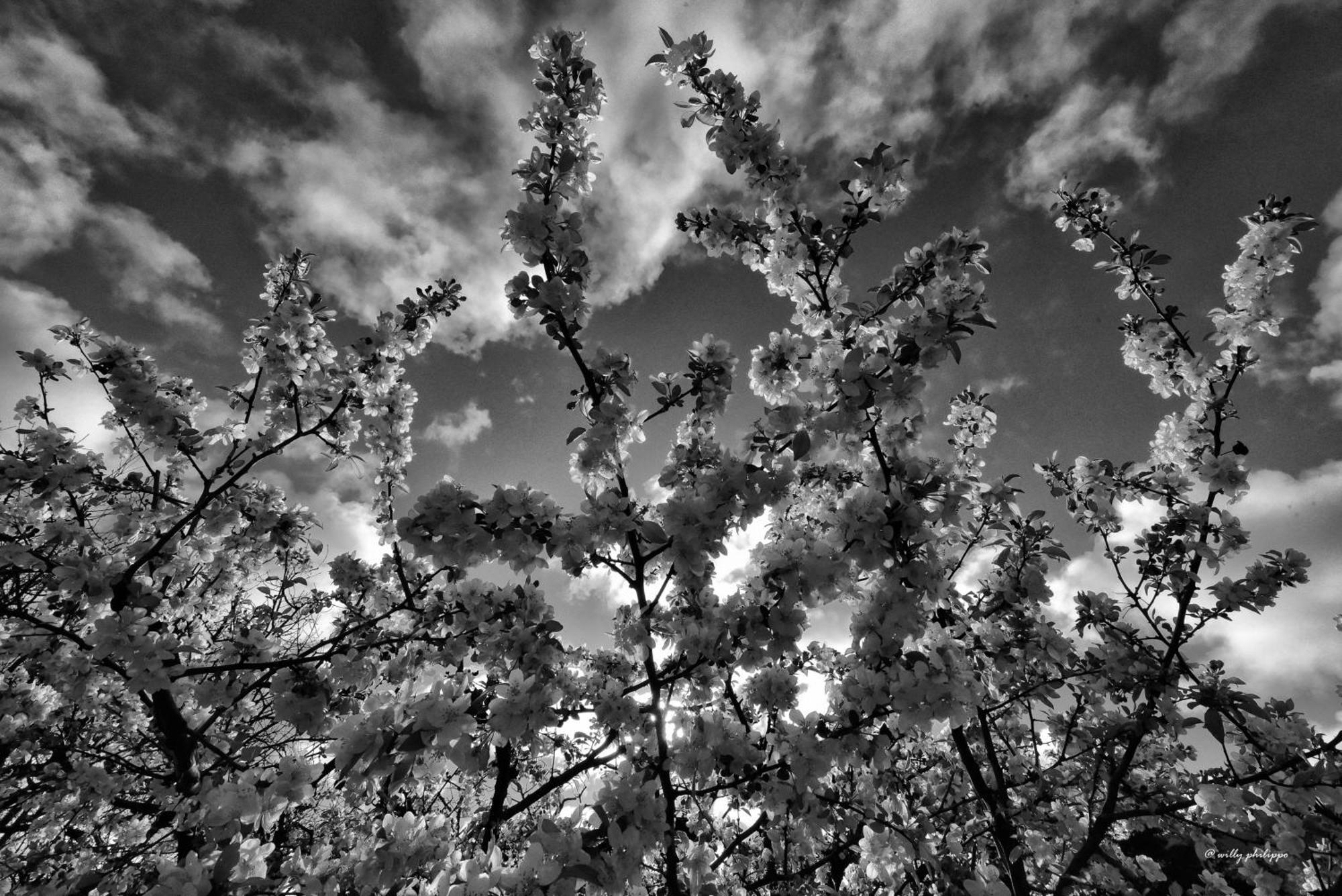 Quinta Do Moinho Turismo De Natureza Aldeia Vicosa Exteriér fotografie